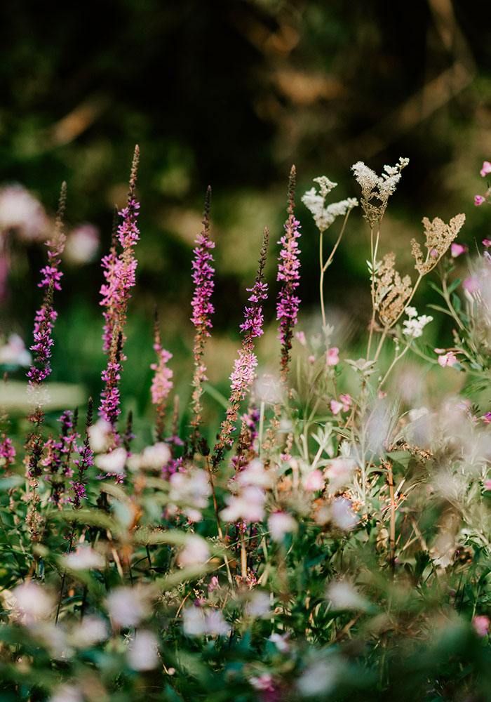 fiori_bg.jpg